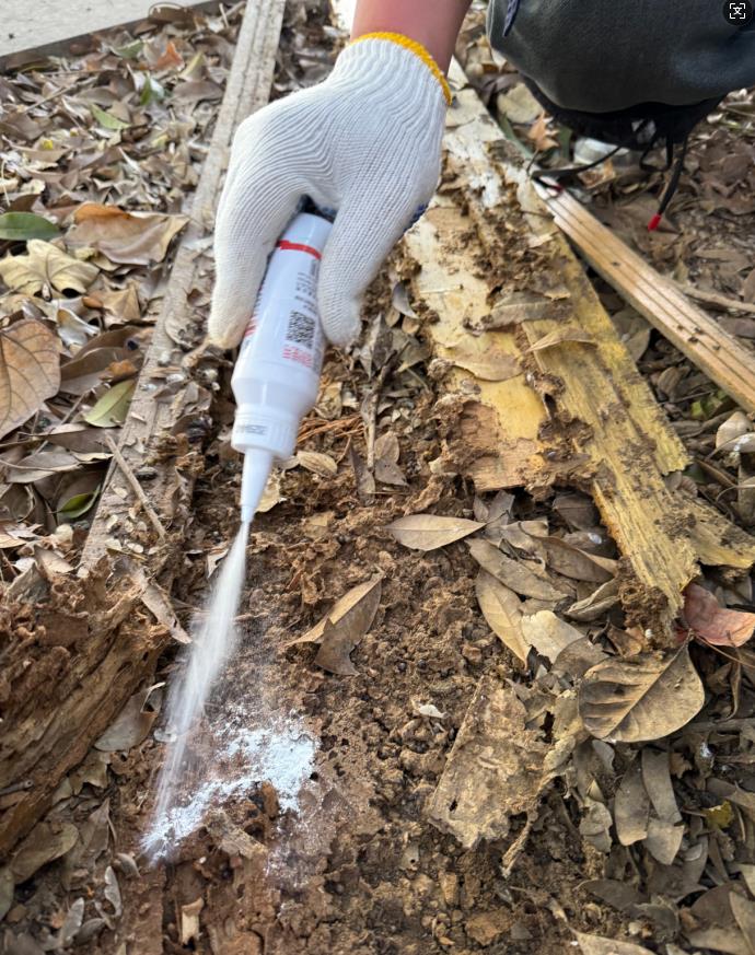 枯木上的白蚁防治